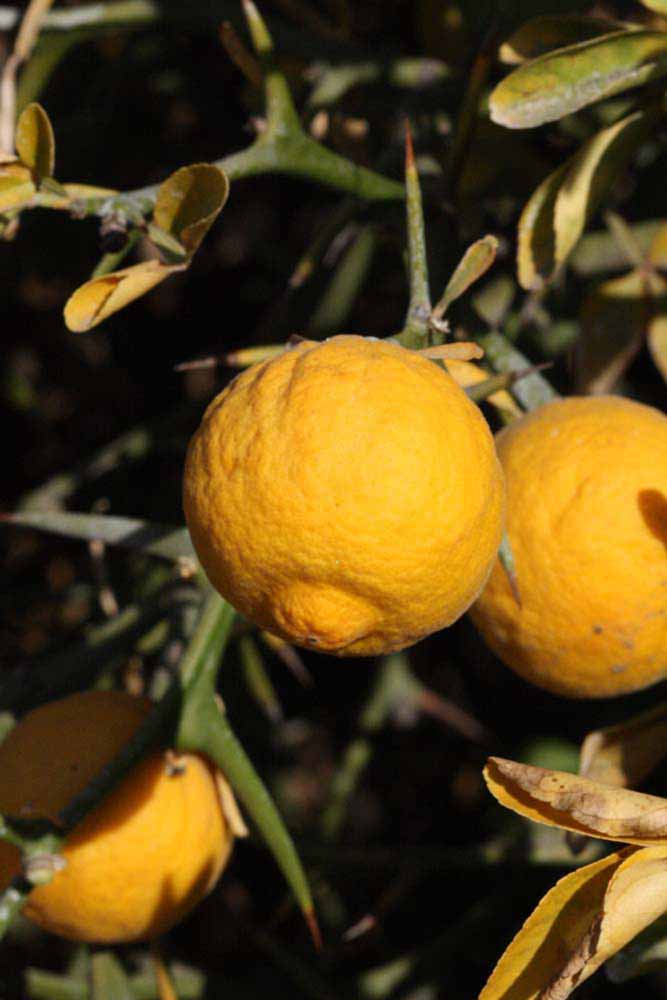            Fruit (Riverside, CA)   